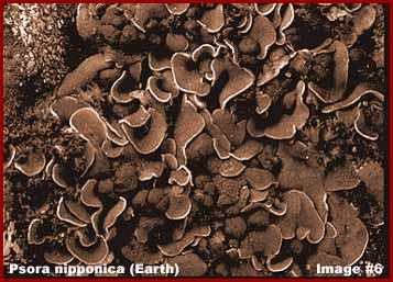 6-109-earthlichen1.jpg