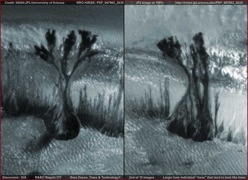 02-177-lone-trees.jpg