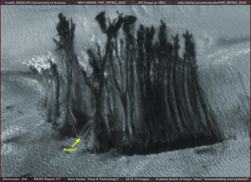 03-177-bunch-trees.jpg